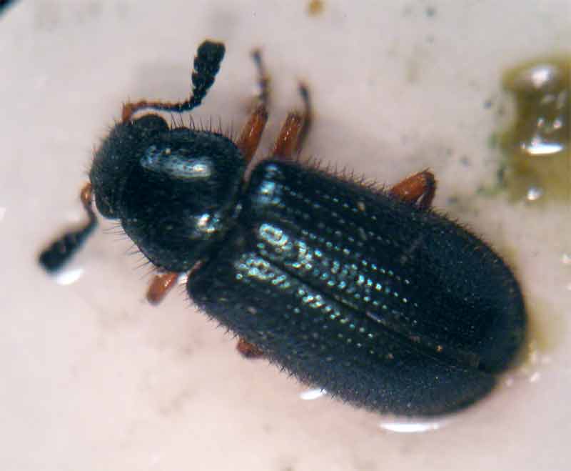 Conozca sobre las Plagas&nbsp;Cuarentenarias