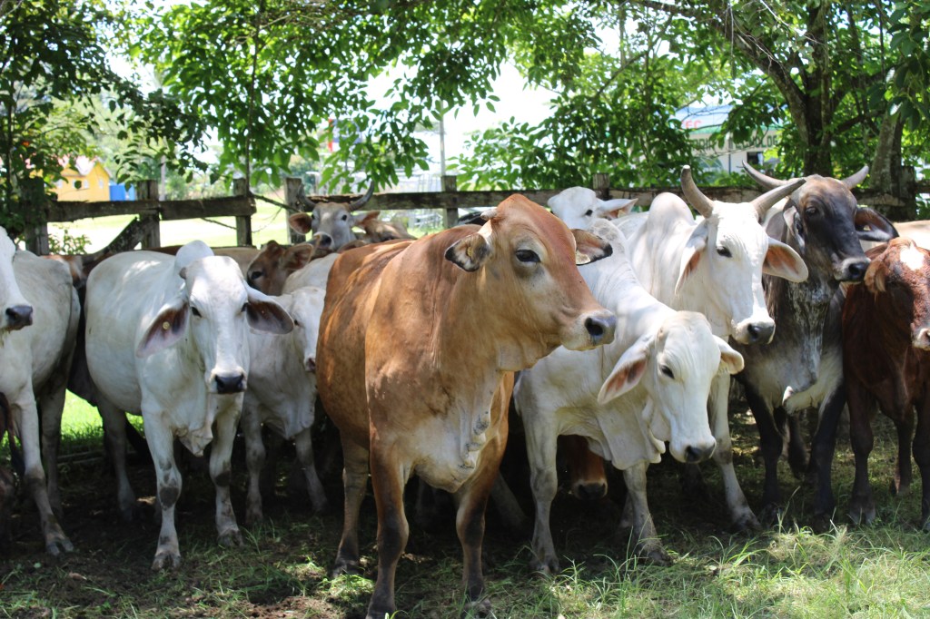 FINCA LA PORCELANA DE LA UP, PRODUCE GANADO SIMBRAH DE&nbsp;CALIDAD