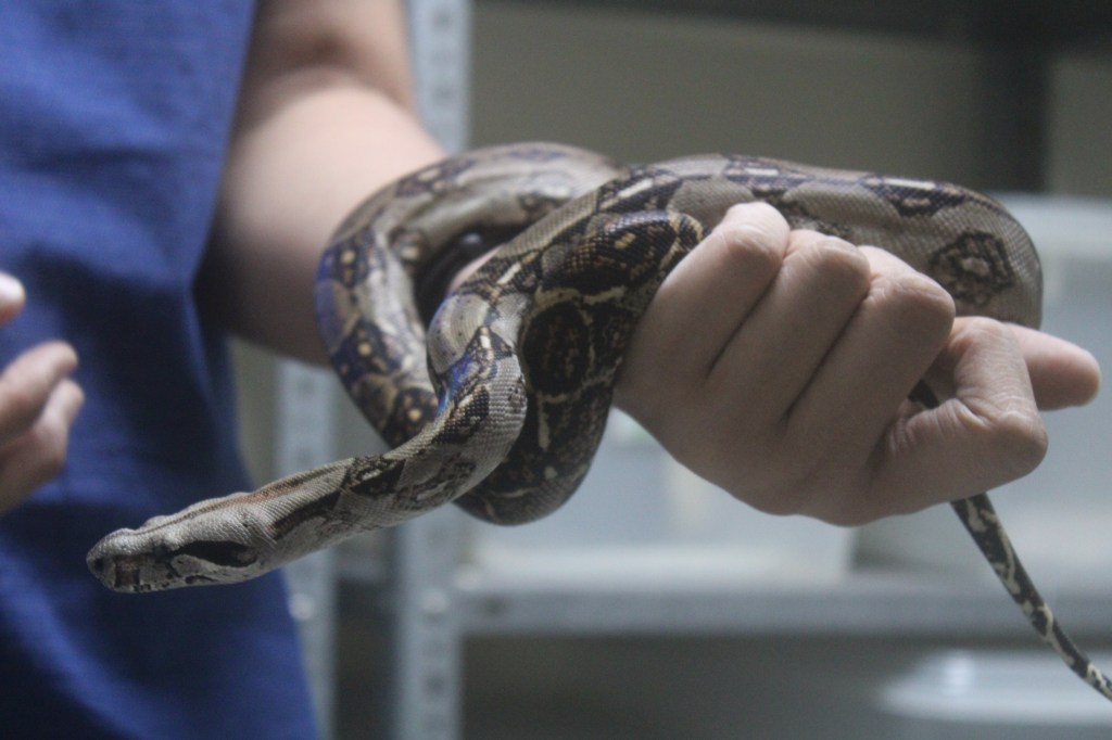 LA EQUIS ES UNA DE LAS SERPIENTE MÁS VENENOSA DE&nbsp;PANAMÁ