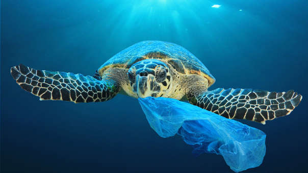 LA IMPORTANCIA DE LOS OCÉANOS EN PANAMÁ Y EL&nbsp;MUNDO￼