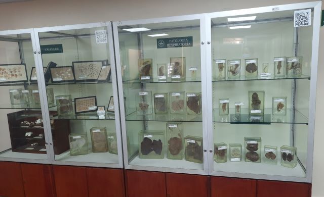 Facultad de Medicina reinaugura Museo de&nbsp;Anatomía