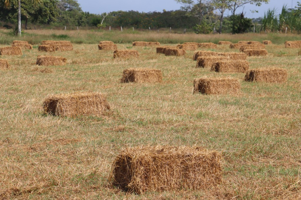 FCA produce pacas de pastos para enfrentar temporada seca en Panamá&nbsp;Este