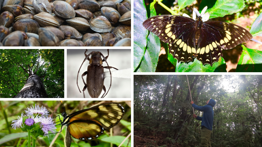 Universidad de Panamá: Centro de descubrimiento y conservación de nuevas&nbsp;especies
