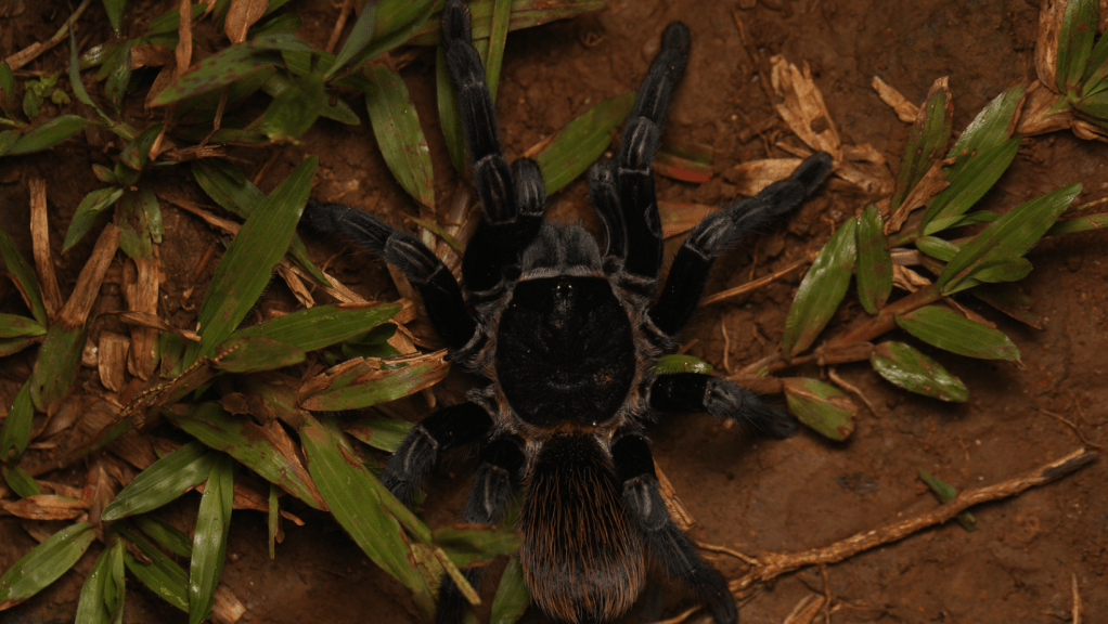 El Mundo de los Arácnidos y Miriápodos: Un Patrimonio Científico en la Universidad de&nbsp;Panamá