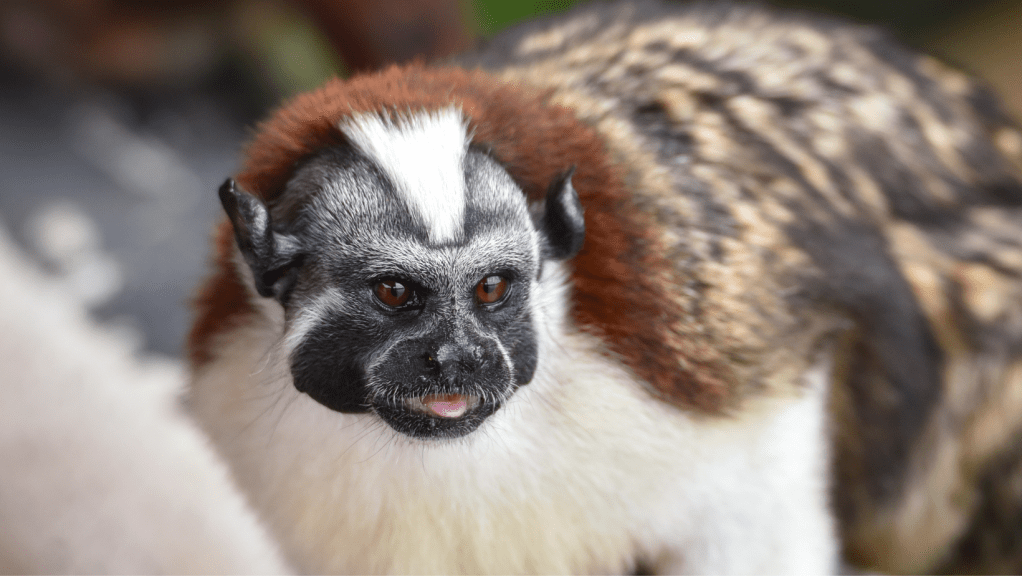 Cerro Ancón, refugio clave para la conservación del mono tití&nbsp;panameño