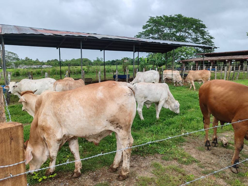 Académicos advierten: proteger el estatus zoosanitario es clave ante inversión&nbsp;extranjera