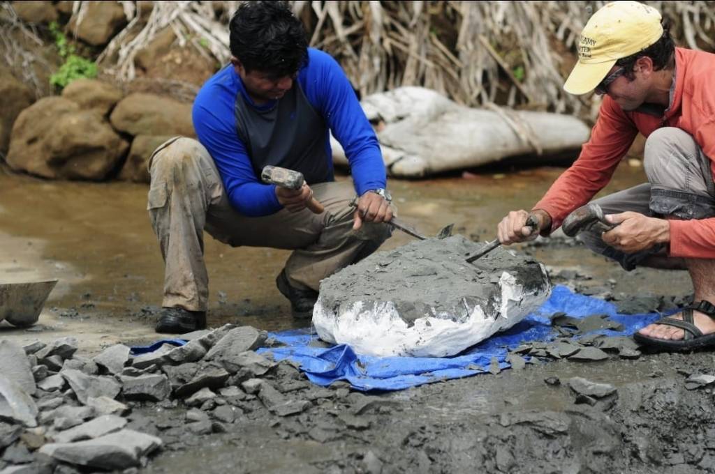 Docente de la Universidad de Panamá descubre en Colón fósil de 6 millones de&nbsp;años