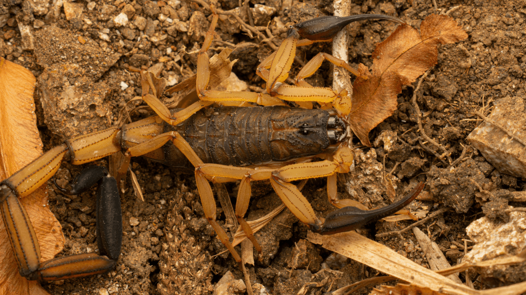 Investigación del CIIMET revela cómo actúa el veneno de escorpión y propone nueva batería de exámenes para atender a niños&nbsp;picados