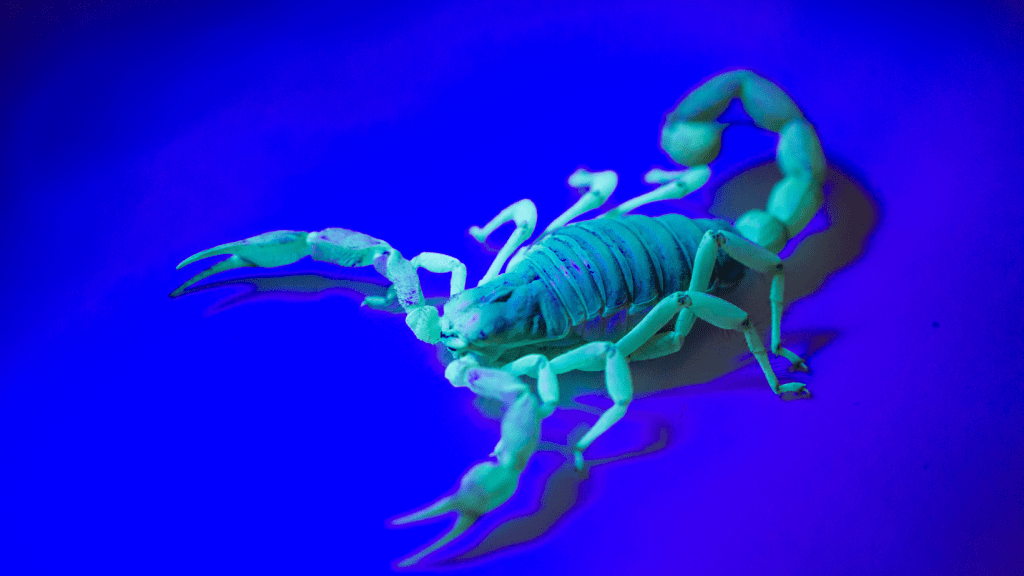 Panamá avanza hacia su primer antiveneno contra especies locales de&nbsp;escorpiones