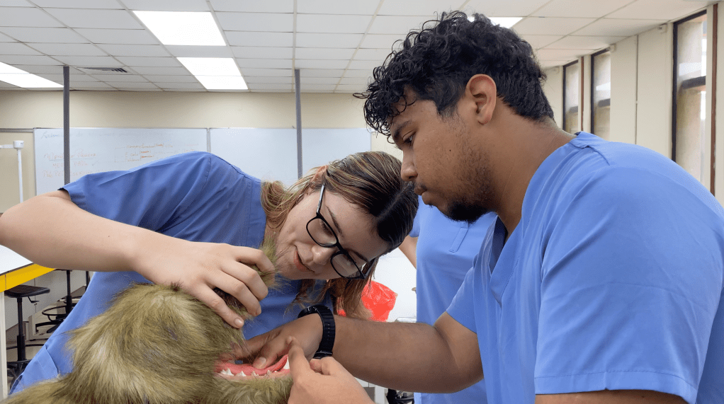Facultad de Veterinaria de la Universidad de Panamá incorpora equipos de simulación avanzada para elevar la formación clínica de los&nbsp;estudiantes
