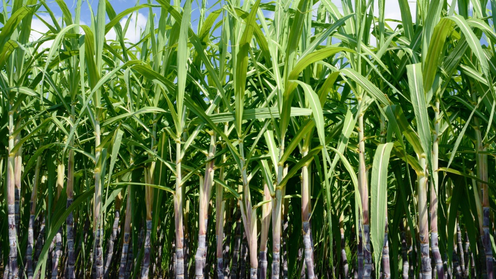 Bioetanol apuesta por un nuevo rumbo energético, resalta especialista e investigador de la Universidad de&nbsp;Panamá