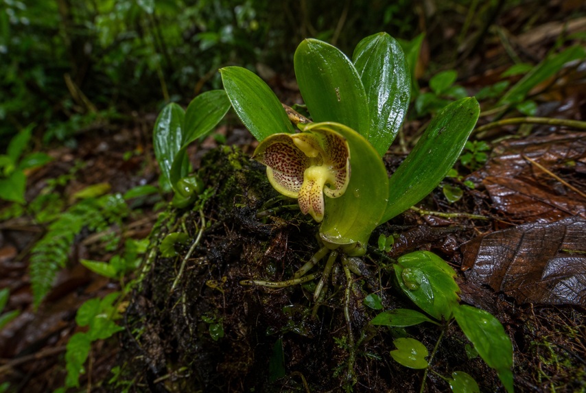 Científicos panameños descubren nueva especie de árbol en los bosques húmedos del&nbsp;Caribe