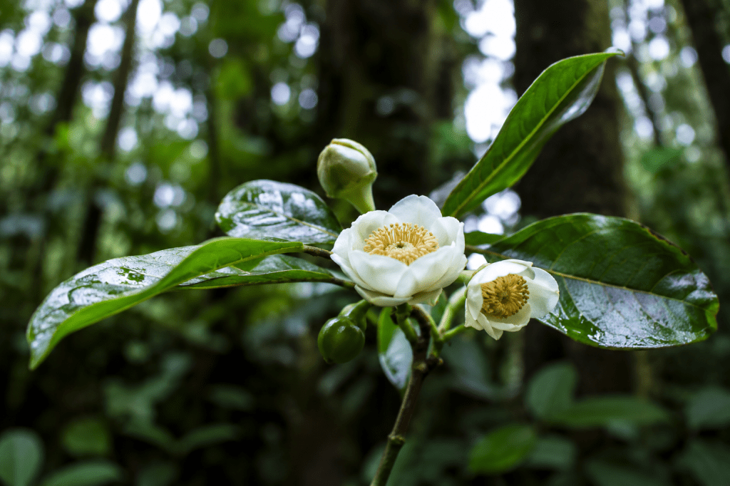 Investigación liderada desde la Universidad de Panamá revela hallazgo en bosques nubosos de Veraguas y&nbsp;Darién