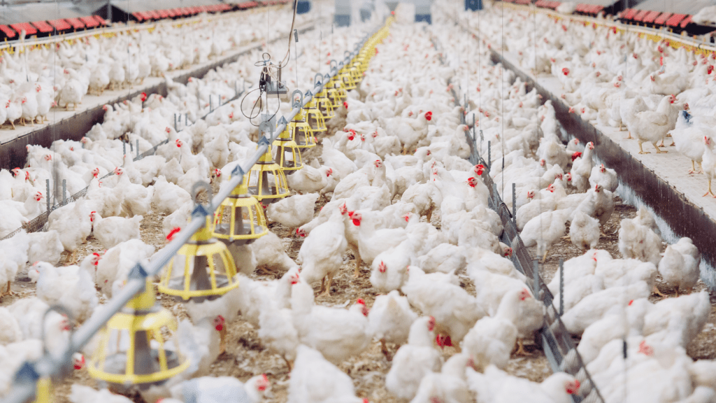 Aceite esencial de orégano mejora el rendimiento productivo de pollos de engorde según estudio de la Universidad de&nbsp;Panamá