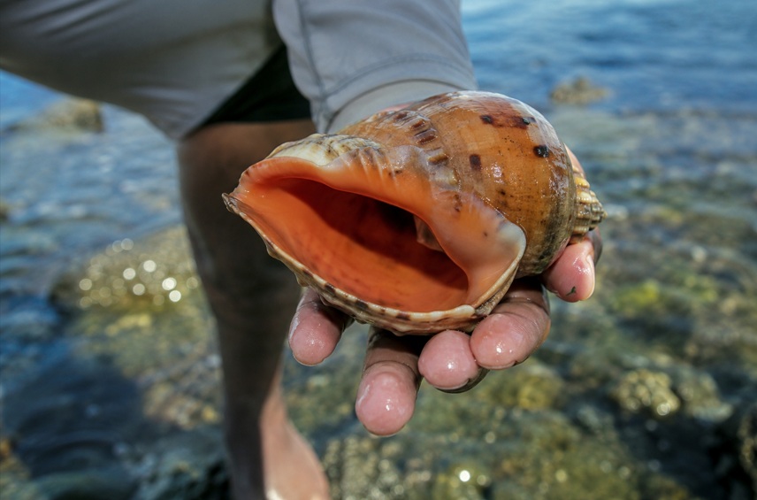 Investigación de la Universidad de Panamá advierte sobre riesgo de extinción del caracol reina en las costas panameñas