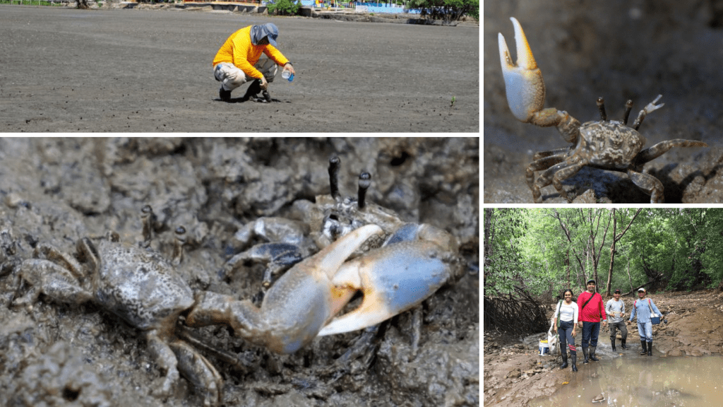Leptuca Bacillopilosa la nueva especie de cangrejo descubierta por investigador panameño en el&nbsp;Pacífico